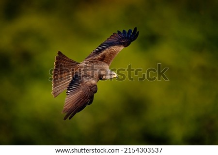 Red kite in flight, Milvus milvus, bird of prey fly above forest tree meadow . Hunting animal with catch. Kite with open wings, Bulgaria, Europe. Nature wildlife.