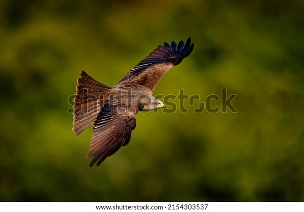 Red kite in flight, Milvus
milvus, bird of prey fly above forest tree meadow . Hunting animal
with catch. Kite with open wings, Bulgaria, Europe. Nature
wildlife.