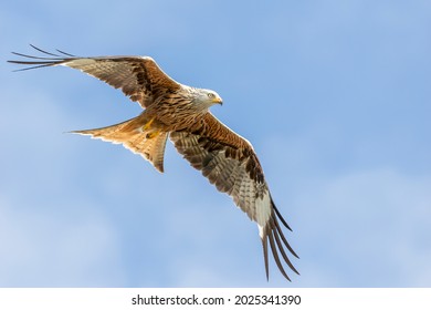 Red Kite In Flight Uk