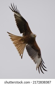 Red Kite Flying In The Air