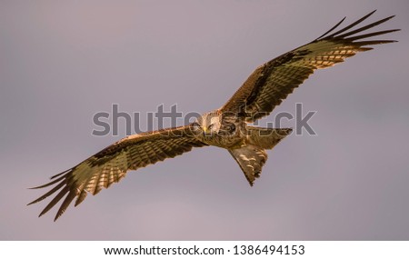 Similar – Awesome bird of prey in flight