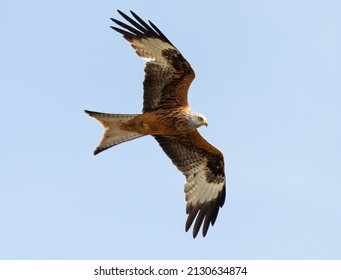 A Red Kite Flying In Blue Sky