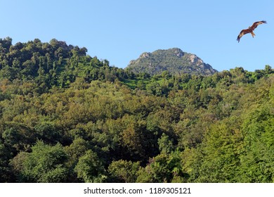 Red Kite Flying And Chestnut Forest In Corsica Mountains