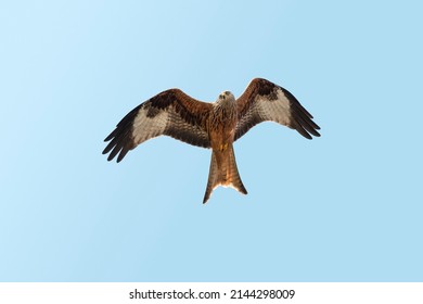 Red Kite Flying, Close Up, In Spring Time In Scotland