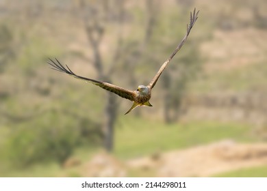Red Kite Flying, Close Up, In Spring Time In Scotland