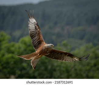 Red Kite Flying Near Woodland