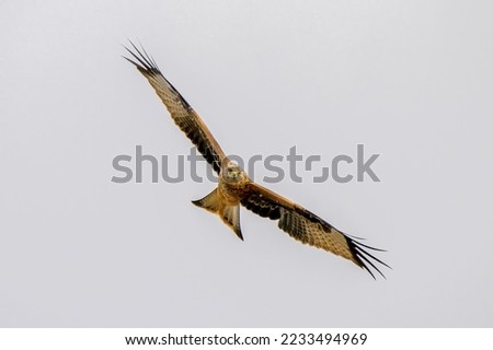 Similar – Awesome bird of prey in flight