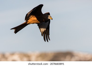 Red Kite Flying Over Madrid Mountains