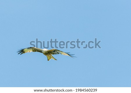 Similar – Image, Stock Photo A red kite flies as an octopus in the sky