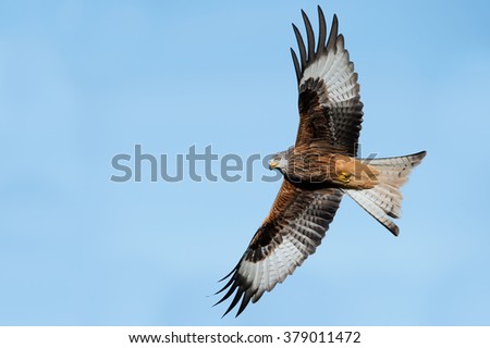 Similar – Awesome bird of prey in flight