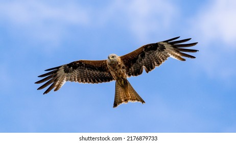 Red Kite Flying Towards Camera