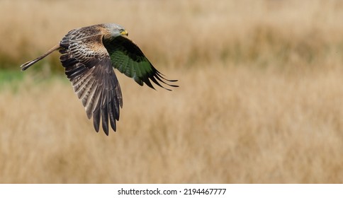 Red Kite Flypast On Farmland