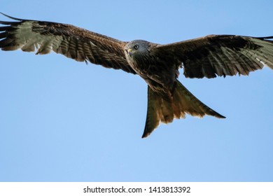 Red Kite Hunting Every Two Hours Or So