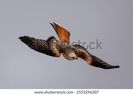 Similar – Image, Stock Photo hunting red kite in flight against blue sky in Sweden, feathers well visible