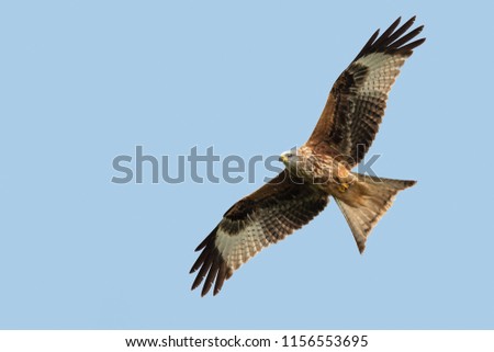 Similar – Awesome bird of prey in flight