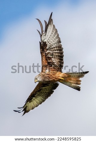 Similar – Awesome bird of prey in flight