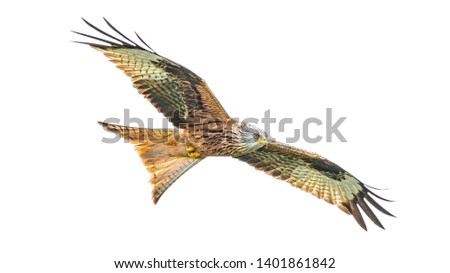 Similar – Image, Stock Photo Awesome bird of prey in flight