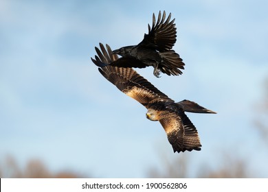Red Kite, Milvus Milvus, And Common Raven, Corvus Corax, Flying On The Blue Sky. Two Dark Birds Of Prey Fighting In The Air. Pair Of Feathered Animals Attacking In Flight.