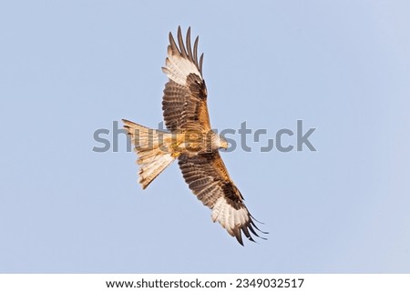 Similar – Awesome bird of prey in flight