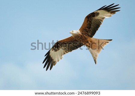 Similar – Image, Stock Photo Red kite on the hunt/2