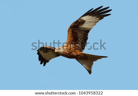 Similar – Awesome bird of prey in flight