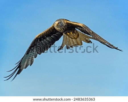 Similar – Awesome bird of prey in flight