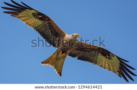 Similar – Awesome bird of prey in flight