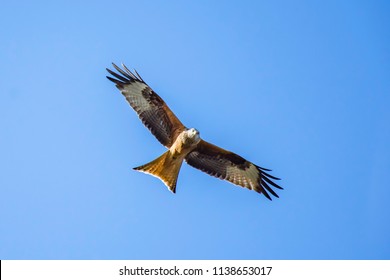 Red Kite, Milvus Milvus In Flight ,looking Into Camera, Blue Sky In Background.Stunning British Wildlife.Nature Uk.Beautiful Bird Of Prey During Hunt.Low Flying Red Kite With Spread Wings.