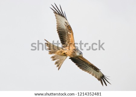 Similar – Fantastischer Raubvogel im Flug