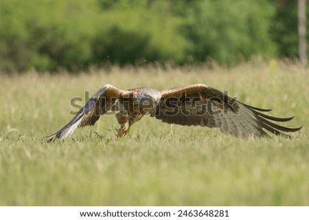 Red kite - Milvus milvus in flight with spread wings trying to catch prey from gound at green grass in background. Photo from Lubusz Voivodeship in Poland. Isolated.
