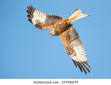 Red Kite (Milvus Milvus) In Flight, UK