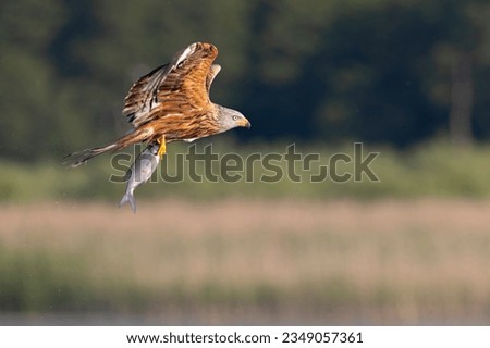 Similar – Image, Stock Photo hunting red kite in flight against blue sky in Sweden, feathers well visible