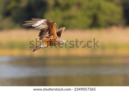 Similar – Image, Stock Photo hunting red kite in flight against blue sky in Sweden, feathers well visible
