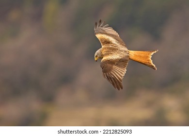 The Red Kite (Milvus Milvus) Is A Medium-large Bird Of Prey In The Family Accipitridae