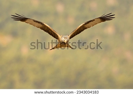 The red kite (Milvus milvus) is a medium-large bird of prey in the family Accipitridae, which also includes many other diurnal raptors such as eagles, buzzards, and harriers. 商業照片 © 