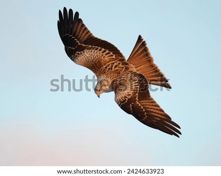 Similar – Awesome bird of prey in flight