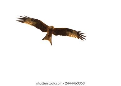 Red Kite ( Milvus milvus ) one of the UK's prolific birds of prey isolated in-flight against a white sky surveying farmland for feeding opportunities with wings spread showing an impressive wingspan  - Powered by Shutterstock