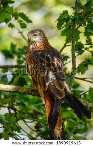 Red kite, Milvus milvus, perched on branch covered by green leaves. Endangered bird of prey with red feather. Cute bird with beautiful eyes and feather. Wildlife scene. Habitat Europe, Africa.