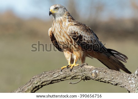 Red kite, (Milvus milvus) perched on a branch