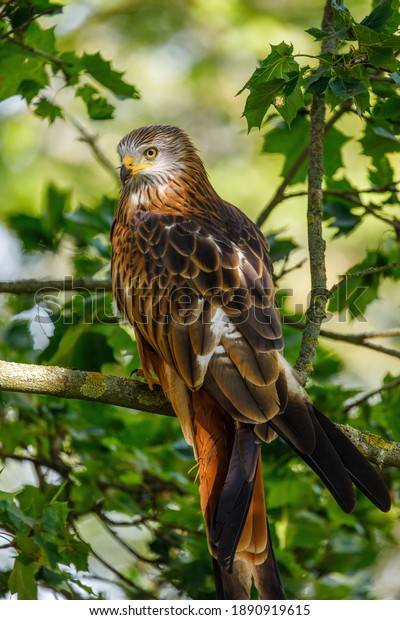 Red kite, Milvus milvus, perched on branch\
covered by green leaves. Endangered bird of prey with red feather.\
Cute bird with beautiful eyes and feather. Wildlife scene. Habitat\
Europe, Africa.