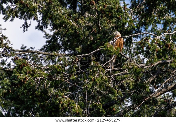 A red kite\
(Milvus milvus) is perched on a branch of a large Western\
hemlock-spruce (Tsuga heterophylla), carefully observing what is\
going on around him. High quality\
photo