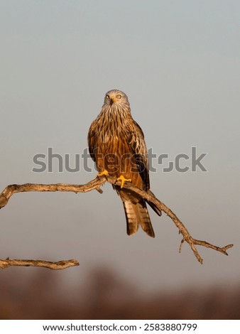 Similar – Image, Stock Photo Red kite on the hunt/2