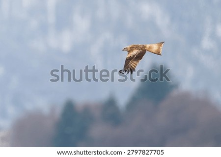A red kite (Milvus milvus) soars through the air. A snow-covered landscape can be seen in the background.