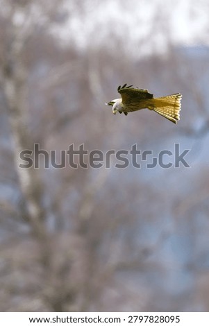 A red kite (Milvus milvus) soars through the air. A snow-covered landscape can be seen in the background.