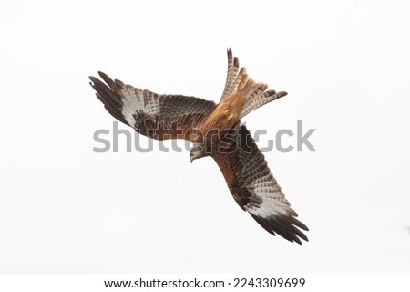 Similar – Awesome bird of prey in flight