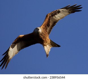 Red Kite Over Oxfordshire, UK