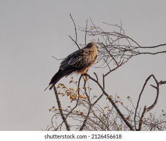 Red Kite Resting In Tree In Mid Wales