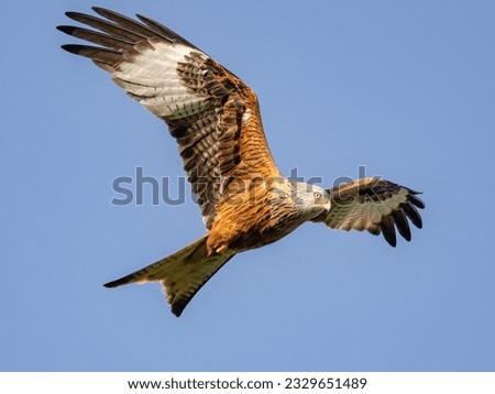 Similar – Awesome bird of prey in flight