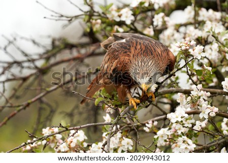 Red kite, sits on a fruit tree with white blossom. A lake in the background. Bird of prey looks dangerous and angry.