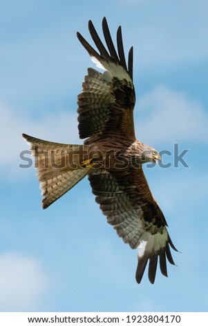 Similar – Awesome bird of prey in flight